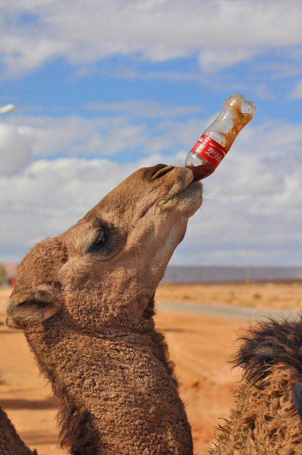 Camel Ride – Half Day