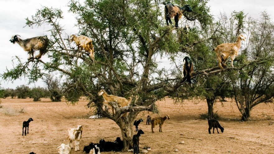 Essaouira (Mogador) – Full Day Trip